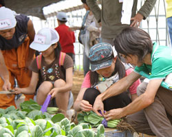 食育 夏休み西船橋農業見学ツアー